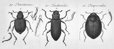 O visenschoftlichi magacintscha le „Romani Schtudijendar“, kipo: Jakob Sturm (1826) / Smithonian Libraries